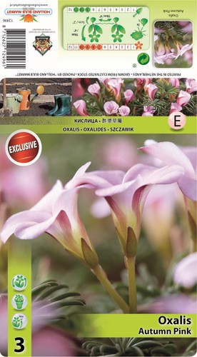 Oxalis - (◕‿◕)\@,