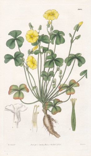 Oxalis carnosa blume flower - carnosa,