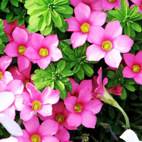 Oxalis blumenzwiebeln zwiebeln - blumenzwiebeln,