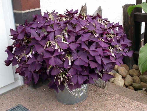 Oxalis triangularis roter - #00,