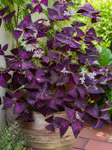 Rhizome oxalis triangularis - oxalis,