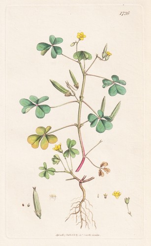 Oxalis corniculata sauerklee - oxalis,