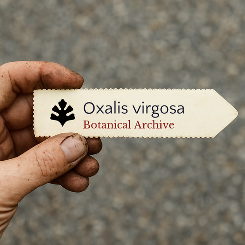 Oxalis virgosa seeds - virgosa,