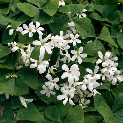 Oxalis blumenzwiebeln zwiebeln - blumenzwiebeln,