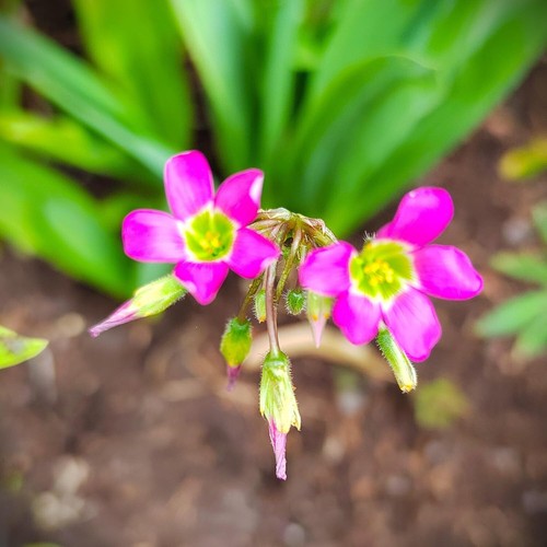Oxalis - (◕‿◕)\@,