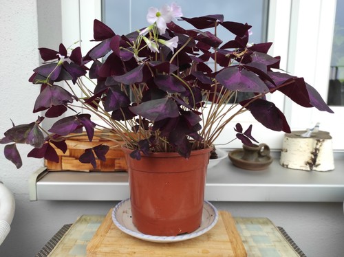 Oxalis glücksklee - oxalis,