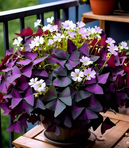 Oxalis triangularis lila