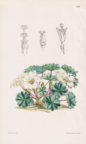 Oxalis enneaphylla falkland - oxalis,